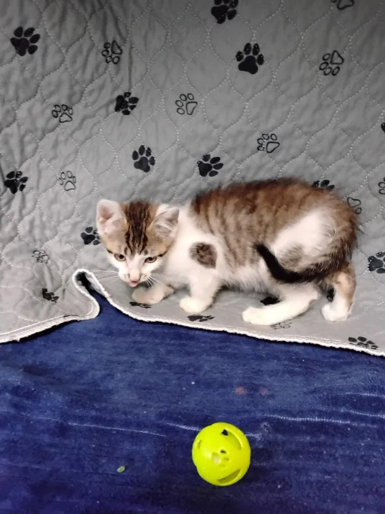 A baby medium-sized male Domestic Short Hair cat named Daesung for adoption in Ada, OK