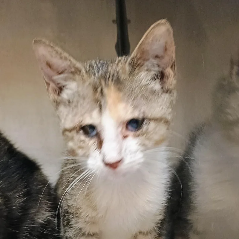 A baby small-sized female Gray / Blue / Silver Domestic Short Hair cat named Biscuit for adoption in Palestine, TX