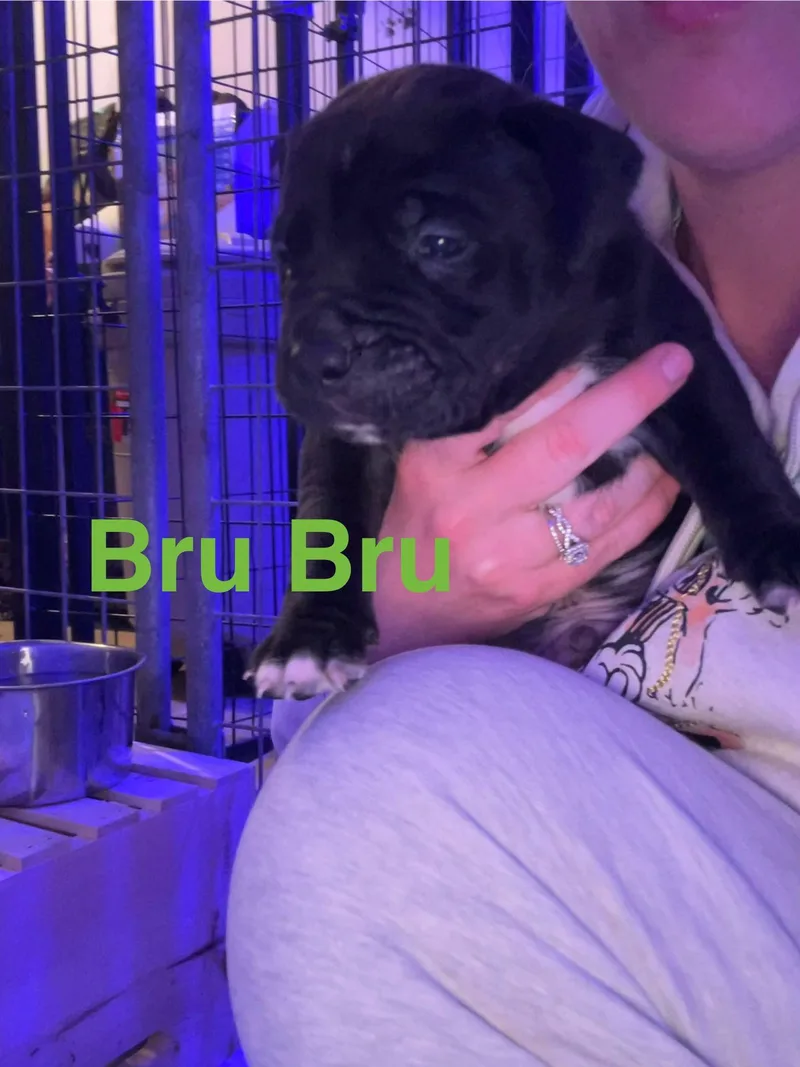 Bru