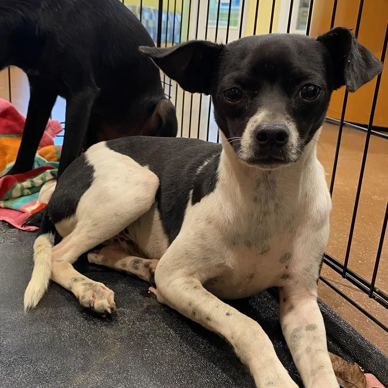 An adult small-sized male Black Chihuahua dog named Aramis for adoption in Lynchburg, VA