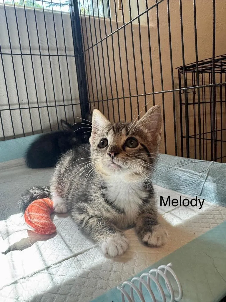 A baby small-sized female Domestic Short Hair cat named Melody for adoption in Orlando, FL
