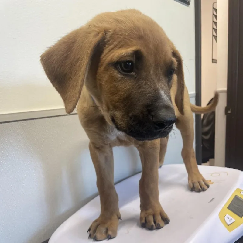 A baby medium-sized male Yellow / Tan / Blond / Fawn Shepherd dog named Nemo for adoption in Tampa, FL