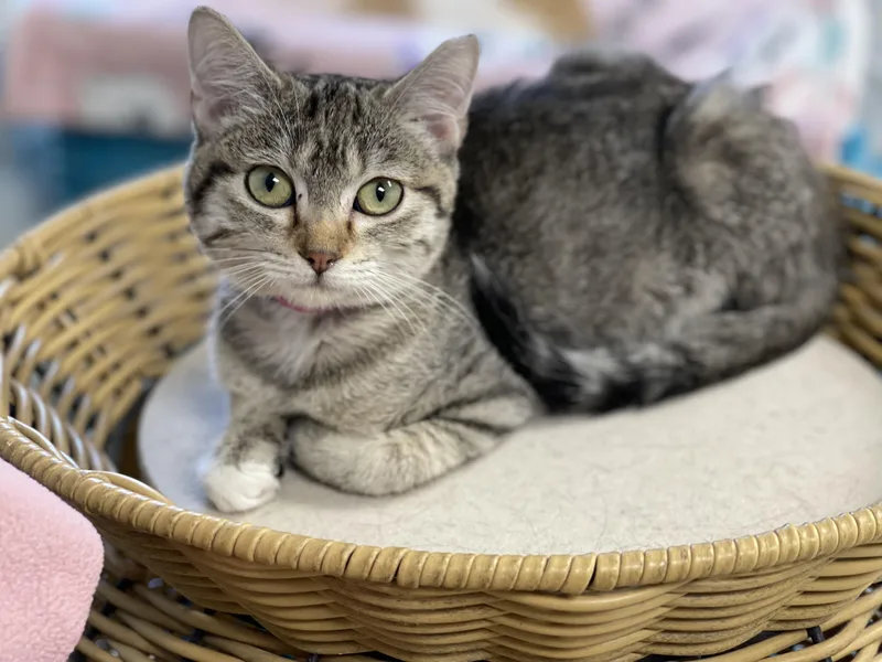 A young medium-sized female Tabby (Buff / Tan / Fawn) Domestic Short Hair cat named Bliss for adoption in Farmington, MO