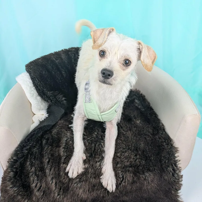A baby small-sized male Apricot / Beige Terrier dog named Ringo for adoption in Round Rock, TX