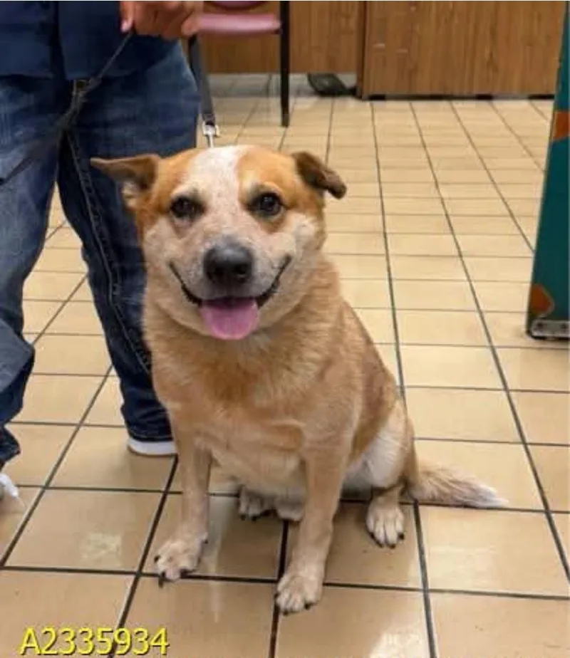 An adult large-sized male Australian Cattle Dog / Blue Heeler dog named Lou for adoption in Bradenton, FL