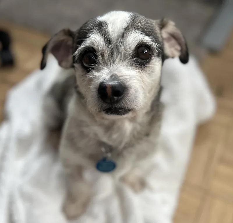 An adult small-sized male Tricolor (Brown, Black, & White) Terrier dog named Robbie for adoption in West Hollywood, CA