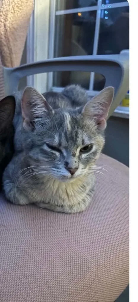 A baby medium-sized female Domestic Short Hair cat named Emma for adoption in Mountain Home, AR