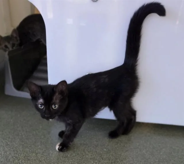 A baby medium-sized female Tortoiseshell cat named Laney A for adoption in Plano, TX