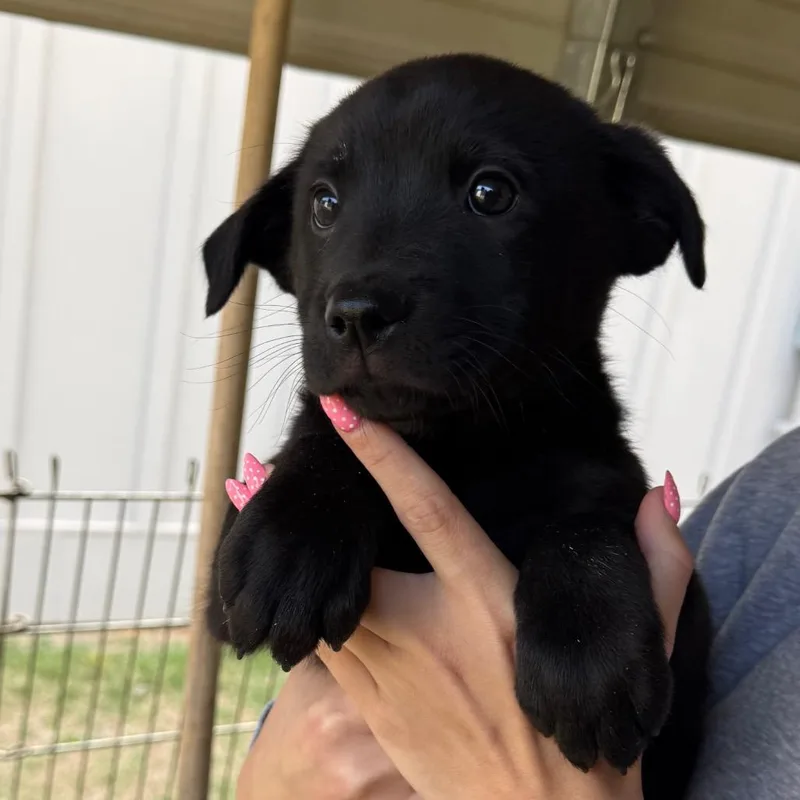 A baby small-sized female Black Mixed Breed dog named Midnight for adoption in Hamilton, GA