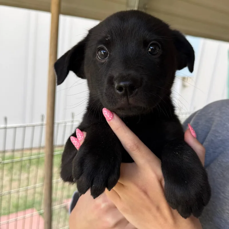 Midnight thumbnail 2