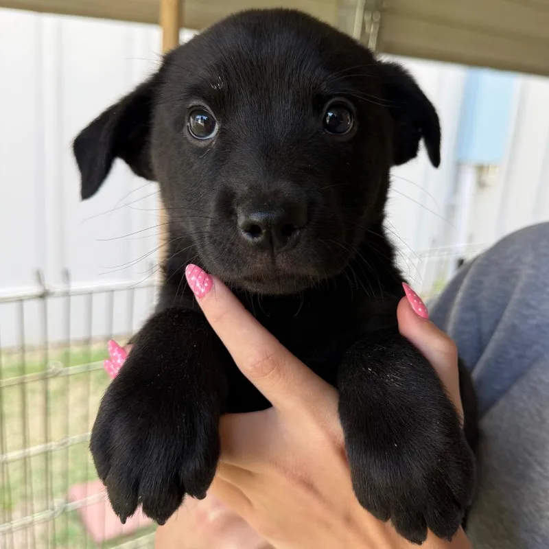 Midnight thumbnail 3