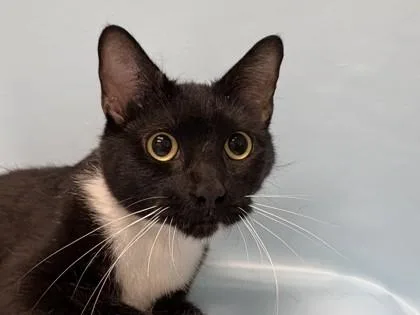 An adult small-sized female Domestic Short Hair cat named Shady for adoption in Woodbury, MN