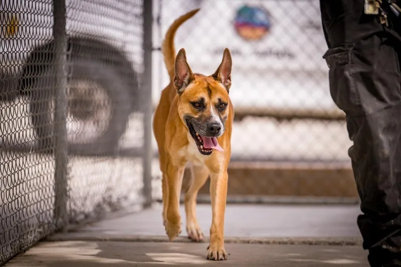 A young large-sized male Shepherd dog named Jeffery for adoption in Twentynine Palms, CA