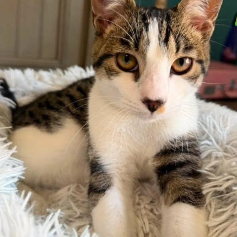 A baby medium-sized male Gray & White Domestic Short Hair cat named Jasper for adoption in Warr Acres, OK