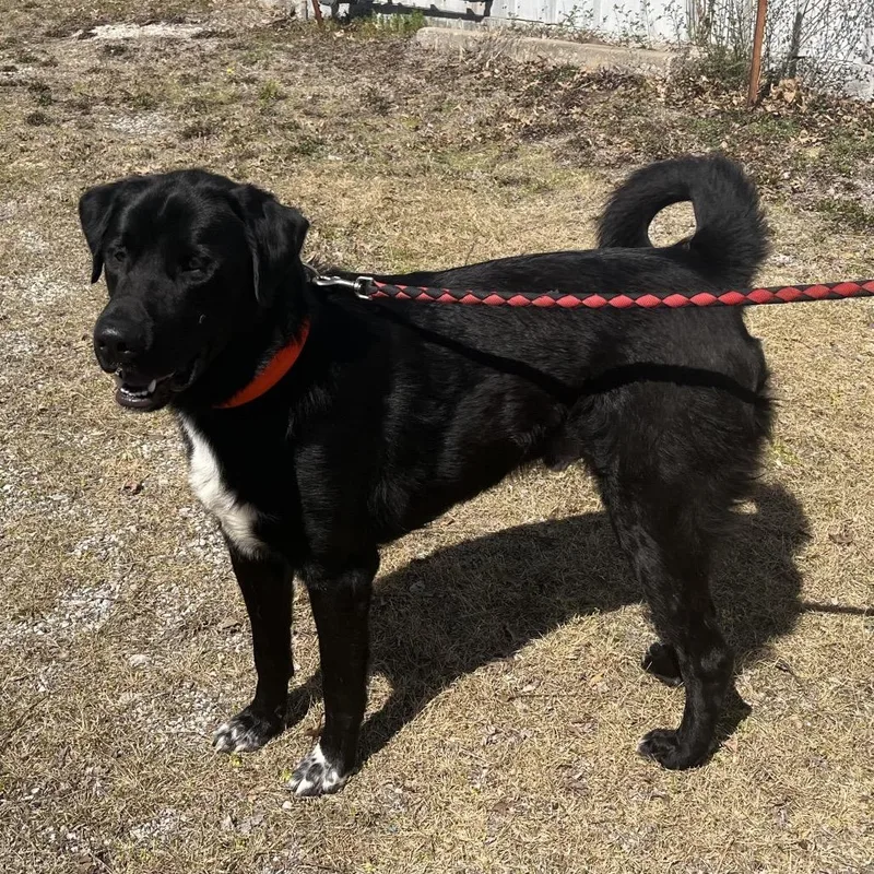 An adult extra large-sized male Black Labrador Retriever dog named Bruno for adoption in Pittsburg, KS