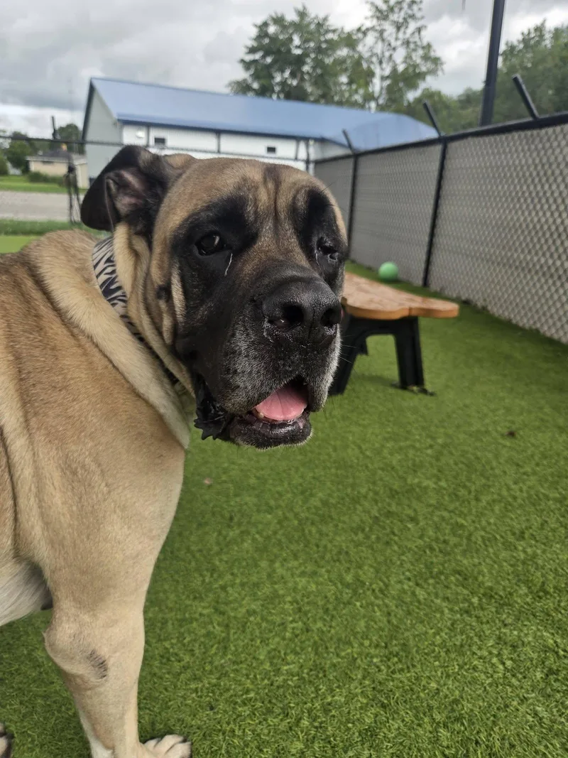 An adult extra large-sized female Yellow / Tan / Blond / Fawn Mastiff dog named Juju for adoption in Westville, IN