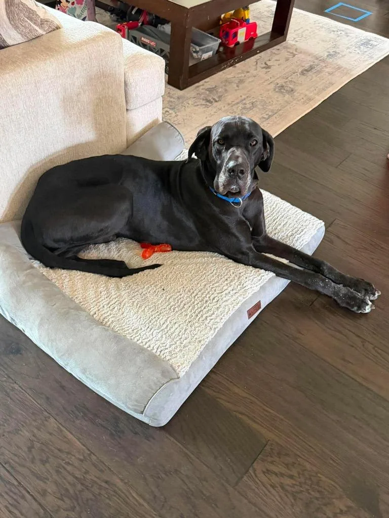 An adult extra large-sized male Great Dane dog named Stan for adoption in Bullard, TX