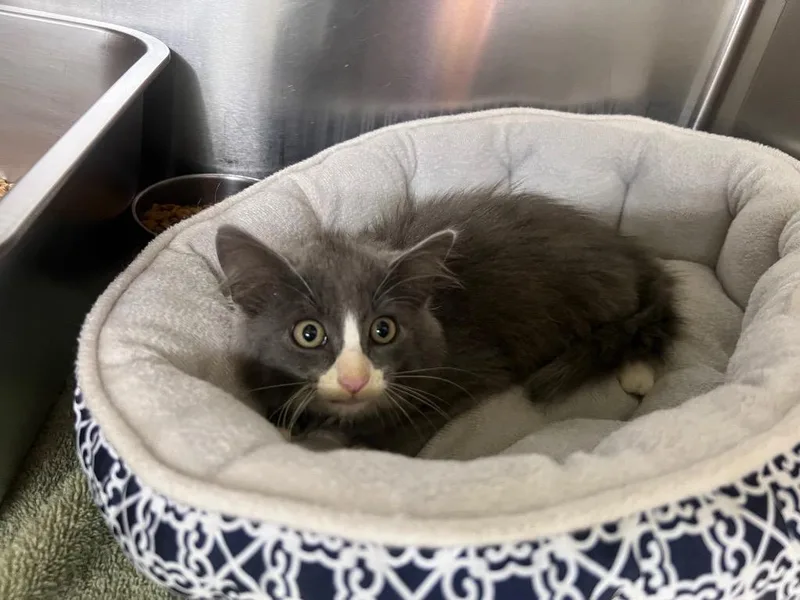 A baby small-sized male Domestic Short Hair cat named George for adoption in Murray, KY