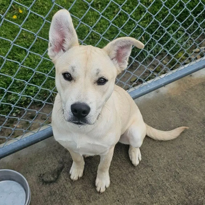 Pound DogLucy  Courtesy thumbnail 2
