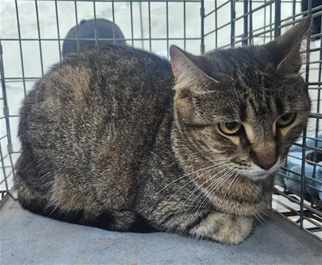 An adult large-sized female Domestic Short Hair cat named Cinder for adoption in Fort Lauderdale, FL
