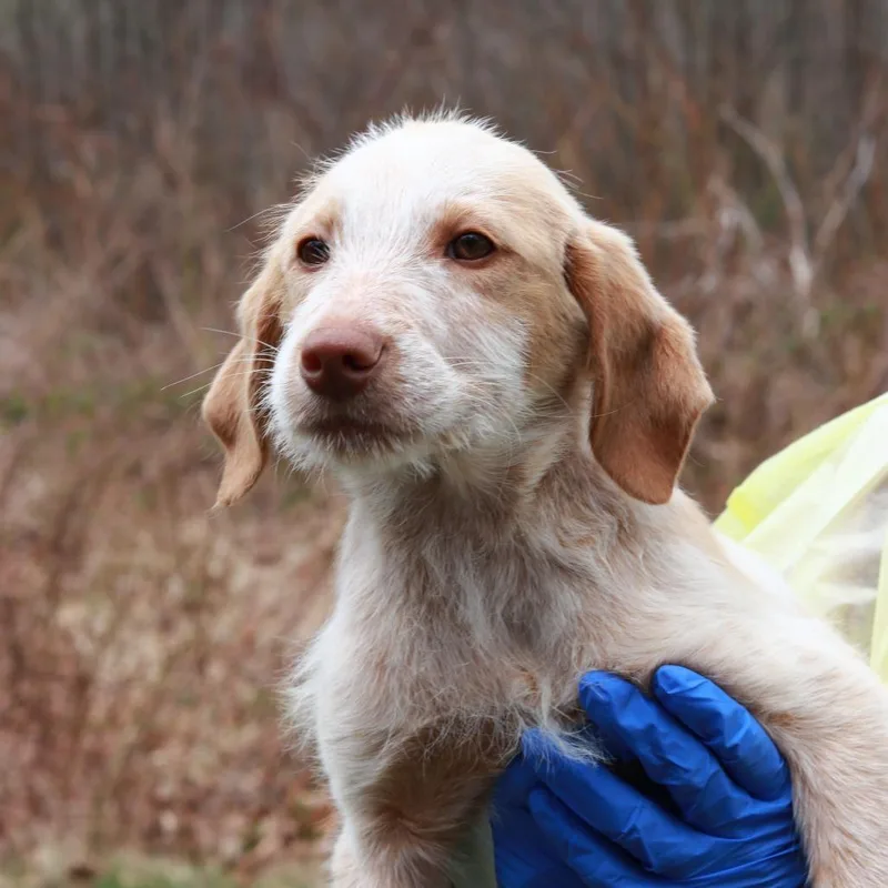 A baby medium-sized male White / Cream Labrador Retriever dog named Ct Lanier for adoption in Stormville, NY
