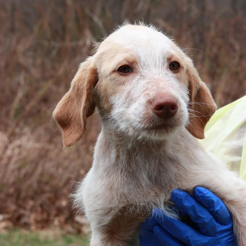 Ct Lanier thumbnail 2