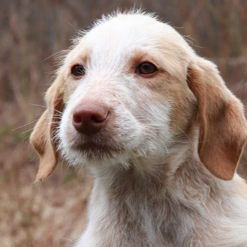 Ct Lanier thumbnail 4