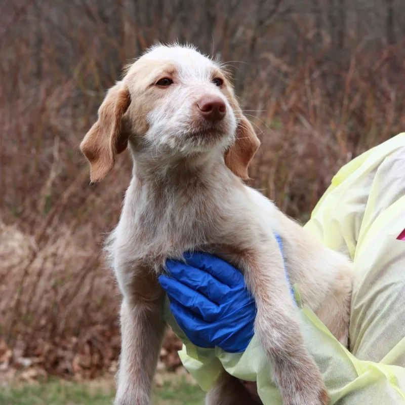 Ct Lanier thumbnail 5