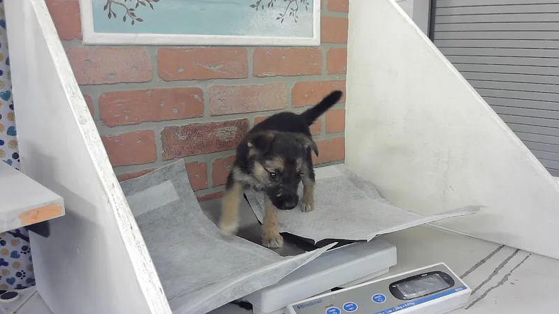 A baby small-sized female Labrador Retriever dog named Allie for adoption in Houston, TX