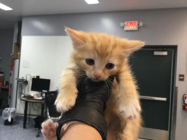 A baby small-sized male Domestic Short Hair cat named Tyga for adoption in Thousand Palms, CA