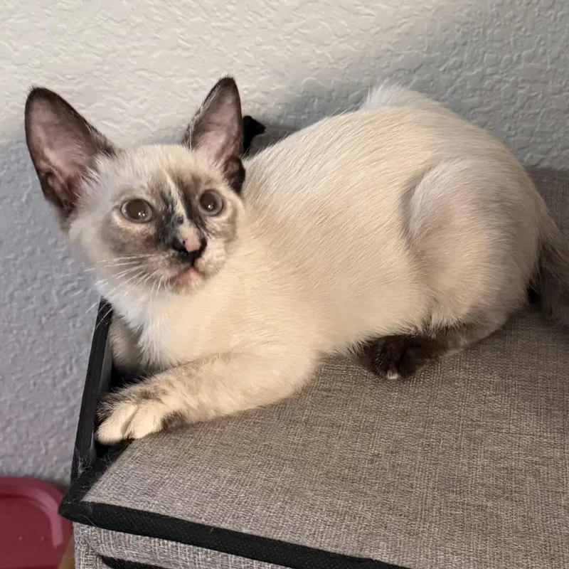 A baby small-sized female Chocolate Point Siamese cat named Alice for adoption in Orange, CA