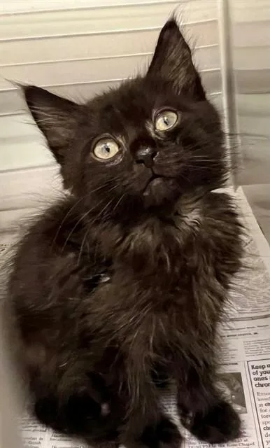 A baby small-sized male Domestic Short Hair cat named Zephyr for adoption in Houston, TX
