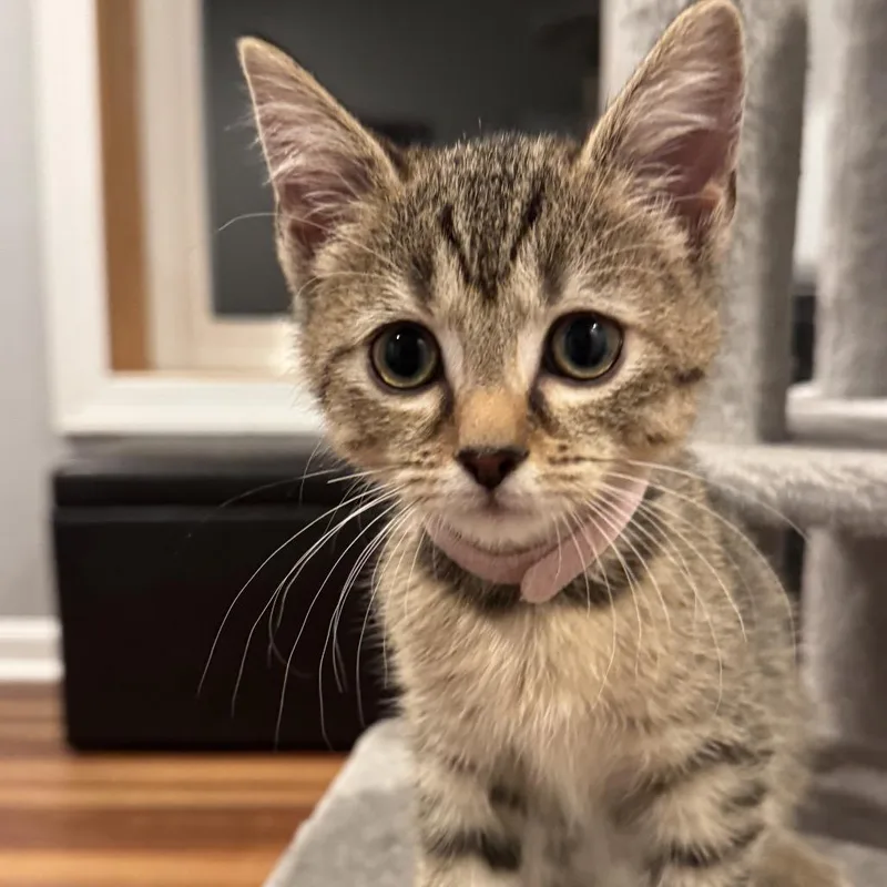 A baby small-sized female Torbie Domestic Short Hair cat named Peach for adoption in Georgetown, KY