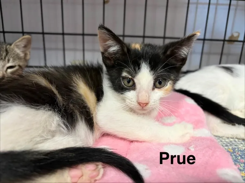 A baby small-sized female Domestic Short Hair cat named Prue for adoption in Saint Francisville, LA