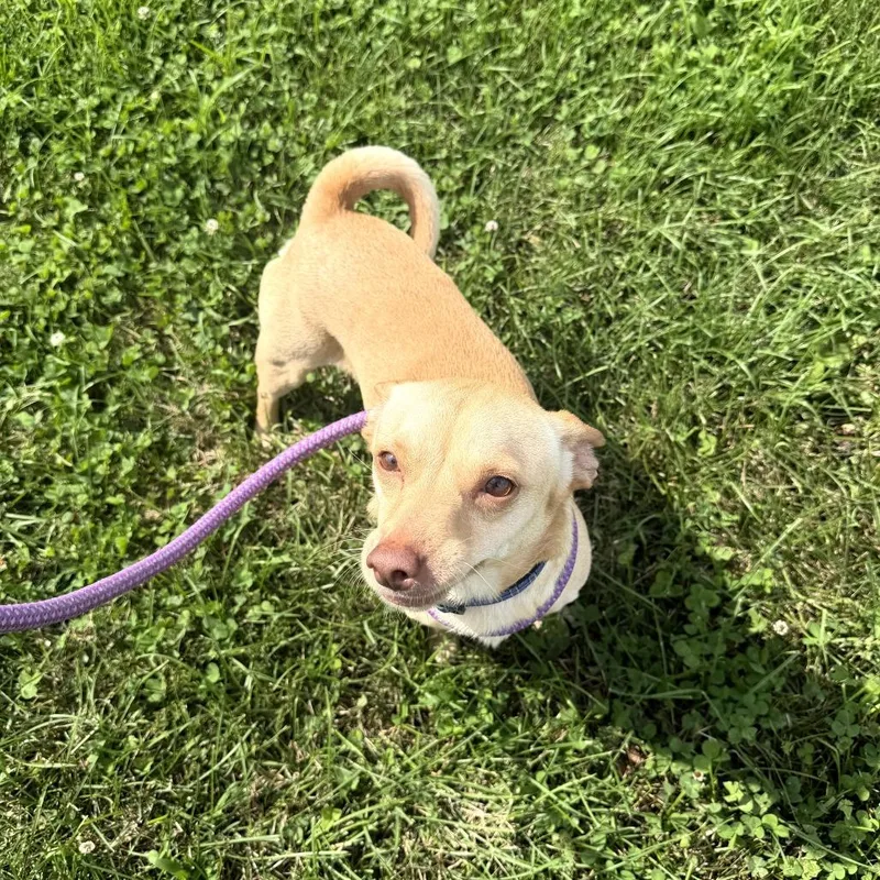 An adult small-sized male Yellow / Tan / Blond / Fawn Mixed Breed dog named Gumby for adoption in Troy, IL