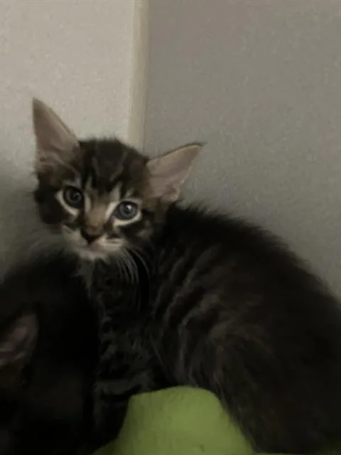 A baby small-sized male Domestic Medium Hair cat named Rudy for adoption in Long Beach, CA