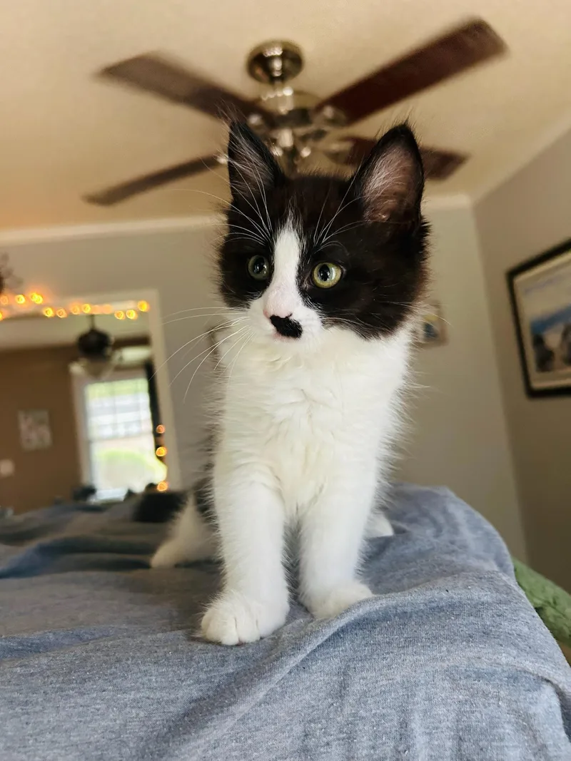 Nova