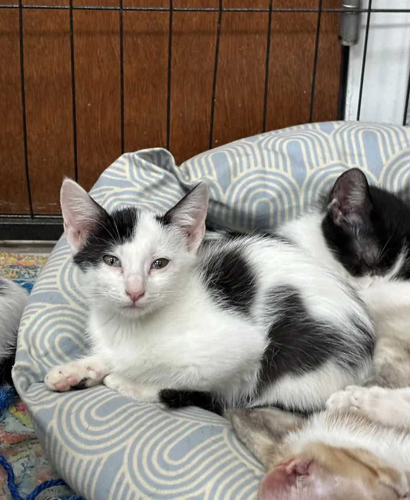 A baby small-sized male Black & White / Tuxedo Domestic Short Hair cat named Ravioli for adoption in Southaven, MS