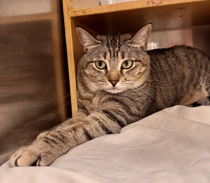 An adult large-sized female Tabby (Brown / Chocolate) Tabby cat named Cheltenham for adoption in San Juan Capistrano, CA