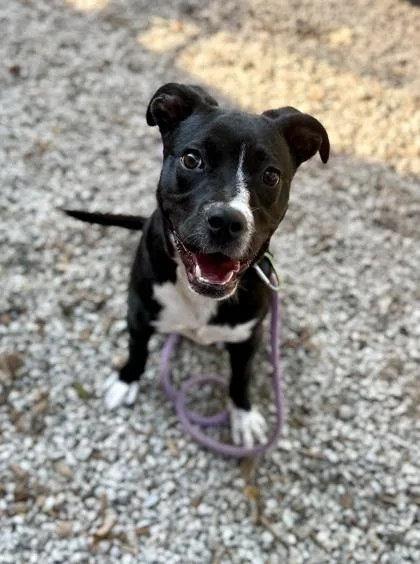 A young medium-sized female Mixed Breed dog named Nala for adoption in Chamblee, GA