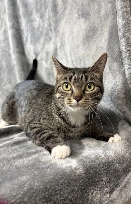 An adult medium-sized female Domestic Short Hair cat named Nissa for adoption in Buffalo, MN