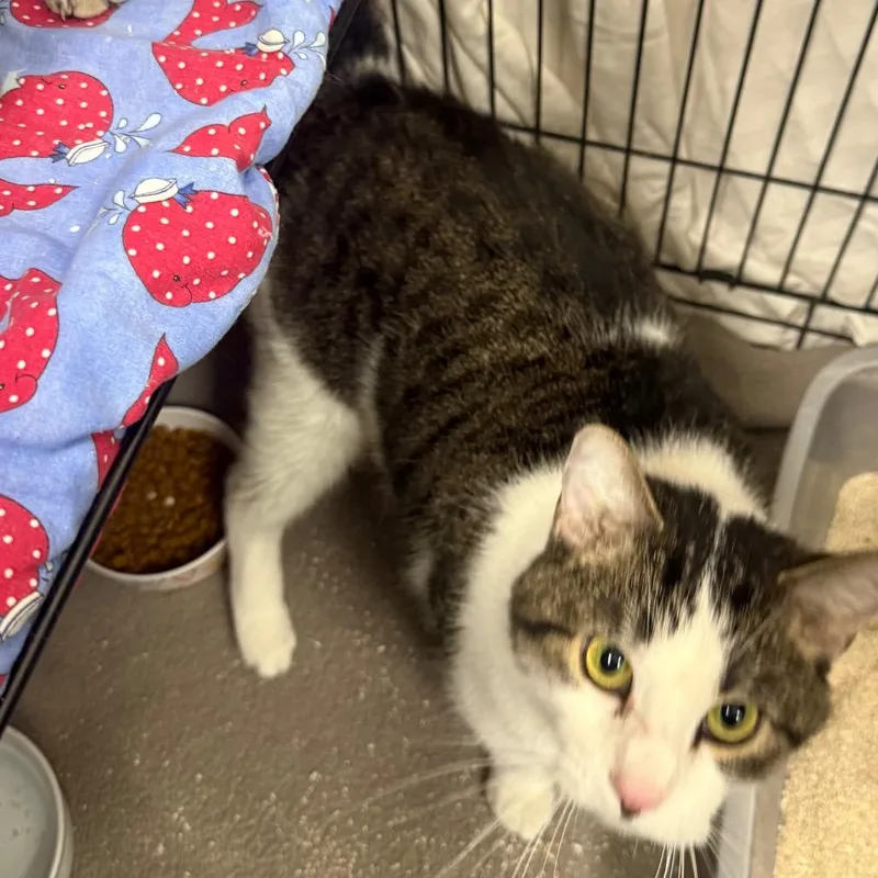 A baby small-sized female White Domestic Medium Hair cat named Foxy for adoption in Normal, IL