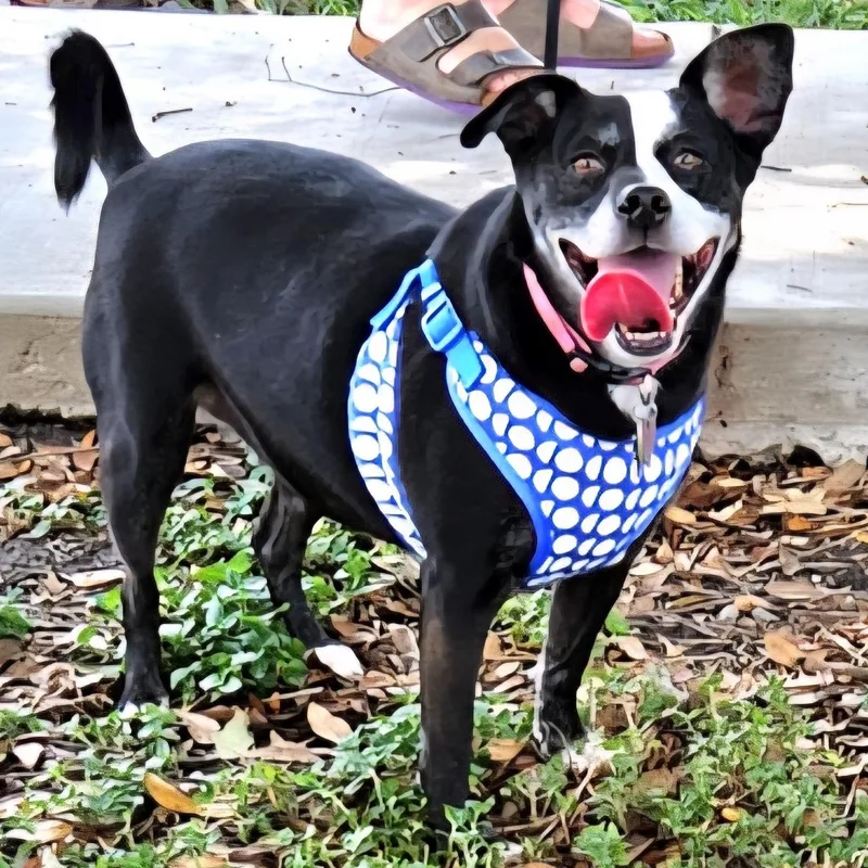 An adult medium-sized female Black Terrier dog named Millie for adoption in CORPUS CHRISTI, TX