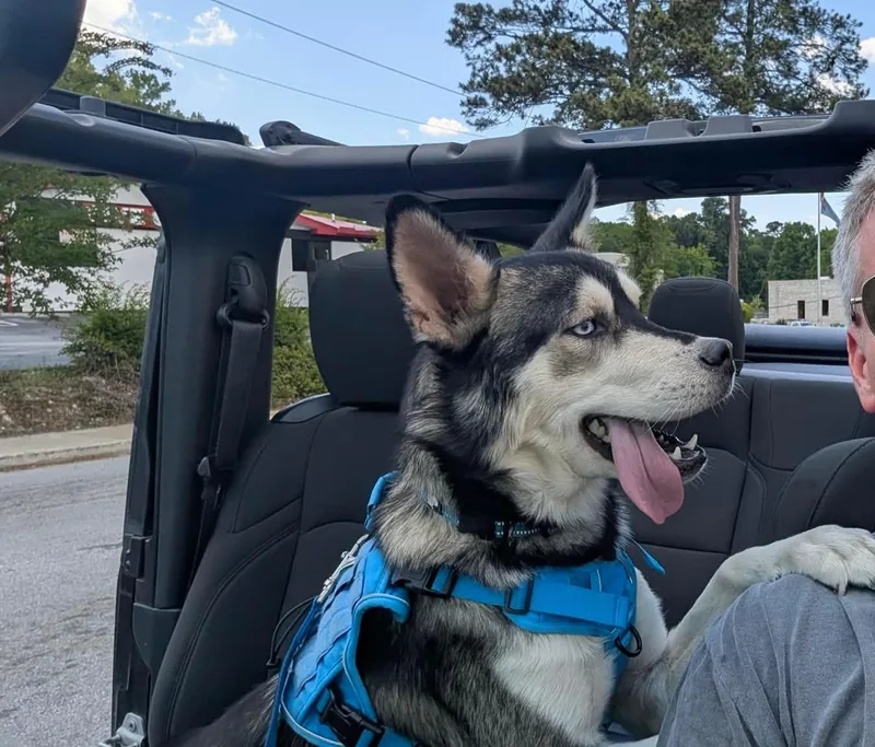 A young large-sized male Siberian Husky dog named Nicolai for adoption in Sumter, SC