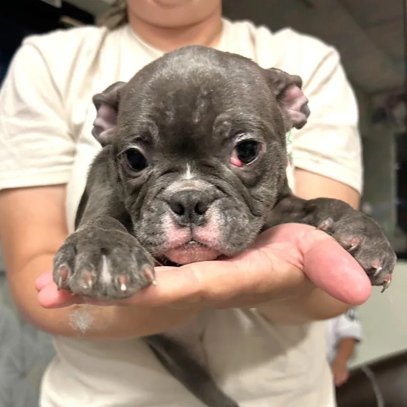 A baby small-sized female Boston Terrier dog named Bully Boston for adoption in Las Vegas, NV