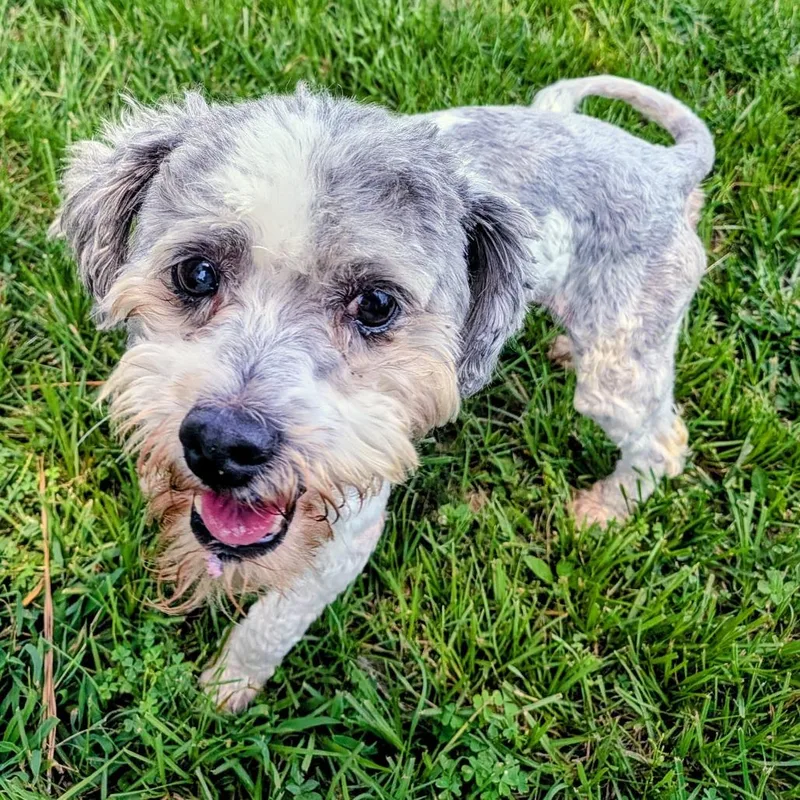 A senior small-sized male Gray / Blue / Silver Miniature Poodle dog named Bonjour for adoption in Houston, TX