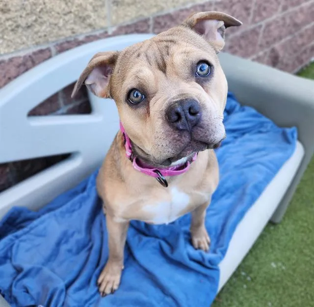 A young medium-sized female American Bulldog dog named Laa Laa for adoption in Minneapolis, MN