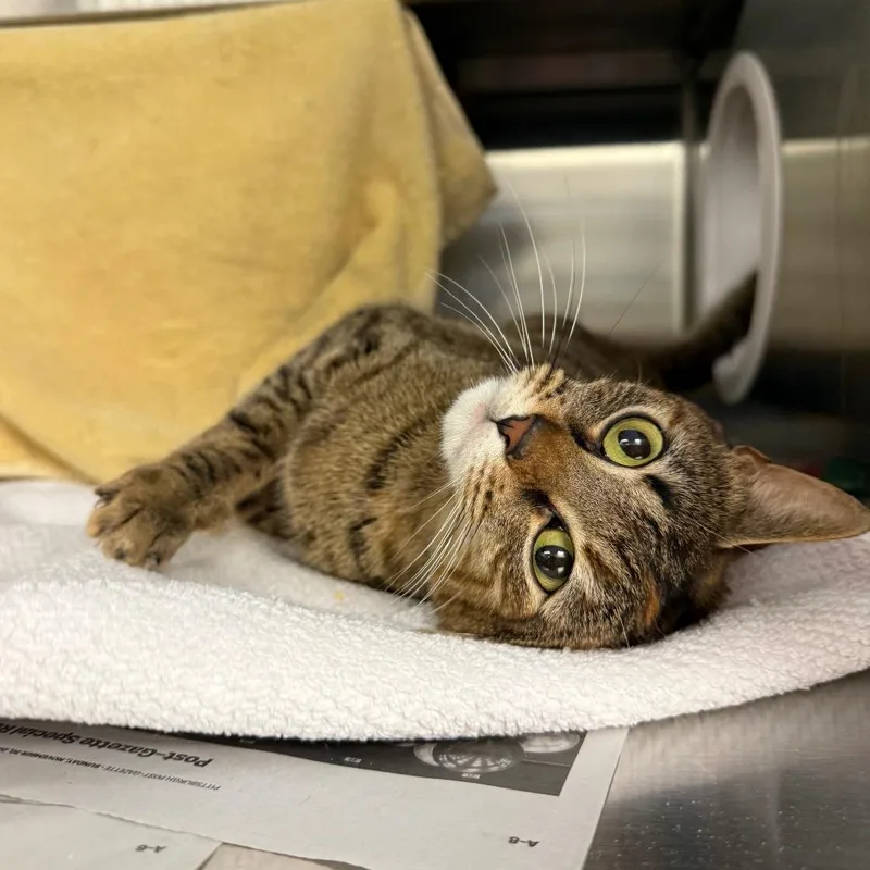 An adult medium-sized female Torbie Domestic Short Hair cat named Little Bit for adoption in Pittsburgh, PA