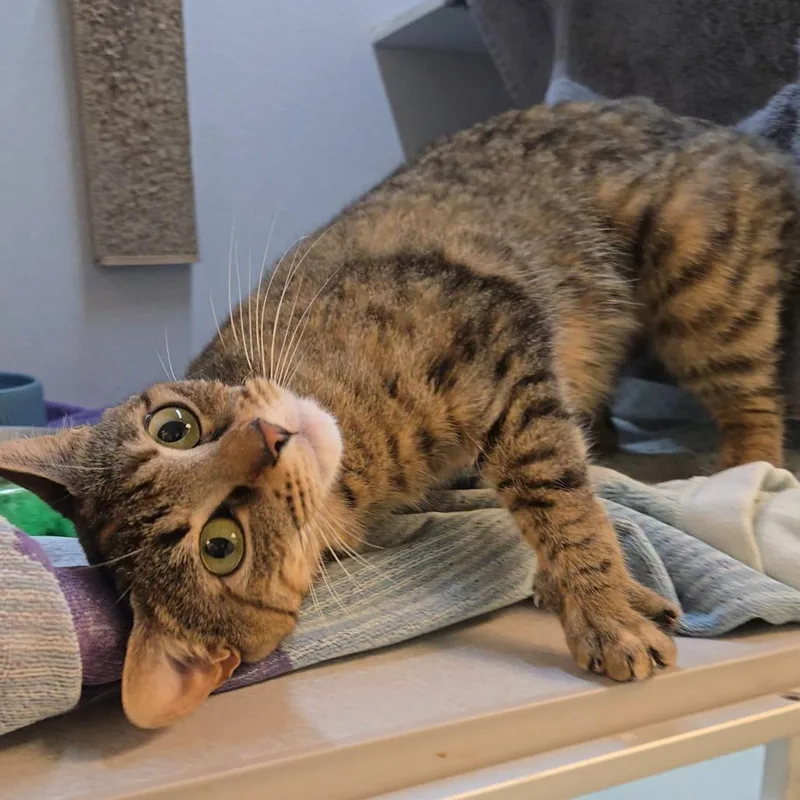 Little Bit thumbnail 3