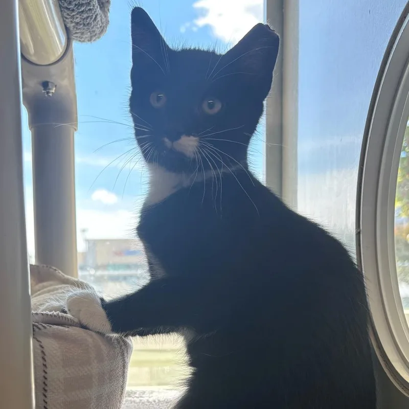 A baby small-sized female Black Domestic Short Hair cat named Liberty for adoption in East Hanover, NJ